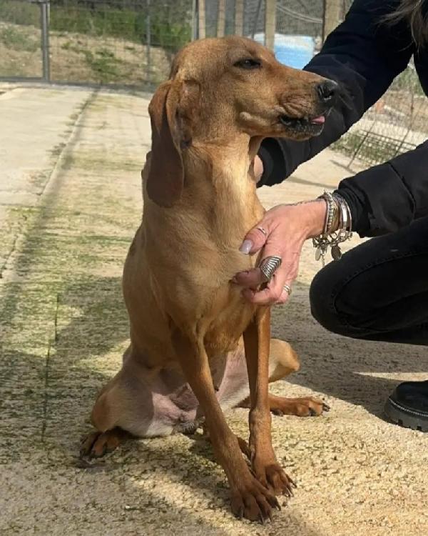 Nina Segugia 3Anni Tg Medio Piccola,In Canile! Agrigento